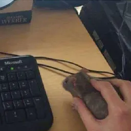 Preview published by amrgames00 for Free Mouse Camera